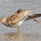 Sharp-tailed Sandpiper